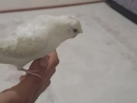 Kendi yavrumuz lacewing Japones muhabbet kuşu