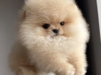En Özeli Pomeranian