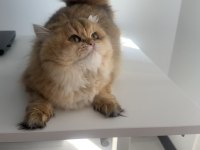 British Longhair 10 Aylık Safkan-Dişi
