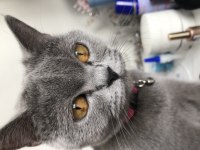 Dişi british shorthair