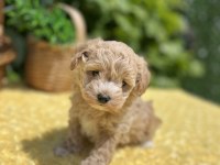 Sevimli Dost Canlısı Maltipoo Yavrular