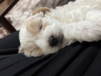 3 aylık terrier