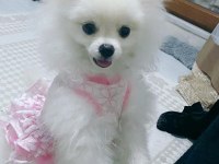 Güzel pomeranian kızımıza yuva