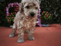MALTİPOO KÖPEKLER