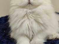 Şecereli anne baba dan british longhair bebekler
