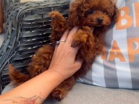 6 aylık 1200 gr tea cuo kore poodle yavrumuz
