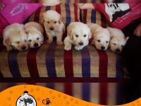 Golden Retriever Baby Face Safkan