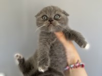1 buçuk aylık erkek scottish fold
