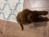 Toy Poodle Yavrumuz 2 Buçuk Aylık