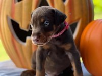 Doberman kapıda ödemeli çiftlik kredi kartı geçerli