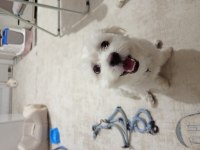 Ücretsiz sahiplendirme köpeğimiz