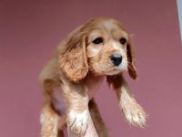 Erkek cocker yavru köpeğimiz