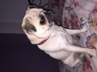 Pug mops dişi köpeğimiz
