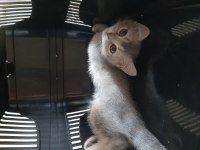 Yavru erkek gri oyuncu british shorthair konya