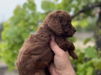Toy poodle yavrular
