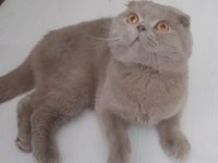 Safkan Scottish Fold Orjinal AA sınıfı