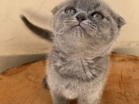 ANTALYA BRİTİSH SHORTHAİR KEDİLERİMİZ