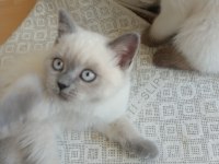 Neşeli british shorthair patiler