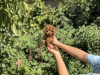 Baby Face Poodle Bebekler