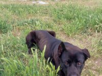 ÇOK SAĞLAM ORJ IRK CANE CORSO