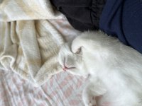 2,5 aylık akıllı uslu oyuncu erkek scottish fold