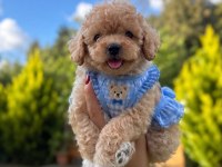 TR DE TEK MÜKEMMEL GÜZELLİKTEKİ MALTIPOO YAVRUMUZ
