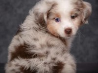 Çok iyi border collie yavruları