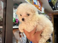 2 kg olacak morkie bebeklerim uygun