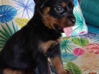 Rottweiler yavrularımız