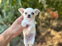Yavru Chihuahua Yeni Yuvasını Bekliyor