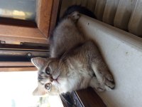 British Shorthair Ve British Golden Yavru Kediler