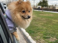 Sevgi dolu dişi pomeranian