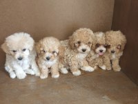 Anne altından maltipoo bebekler