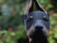 2 Aylık İsteğe Göre Estetikli Doberman Yavrularım