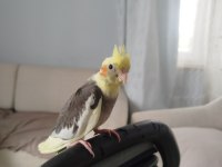 2 Aylık Sultan Papağanı