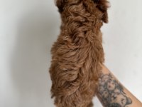 Redbrown toy poodle
