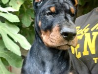 A ŞECERELİ DOBERMAN
