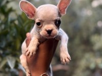 A KALİTE ERKEK DİŞİ FRENCH BULLDOG YAVRULAR