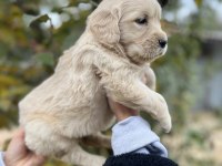 Bebek Yüzlü Golden Retriever Yavrular