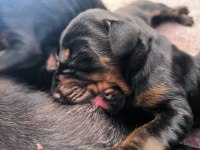 Anne baba FCİ KİF A şecere doberman yavruları