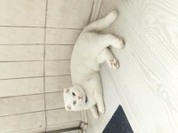 Scottish fold odd eyes