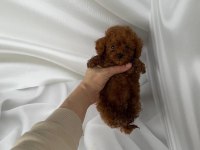 Toy Poodle yavrularımız