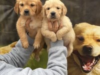 Seçkin Genetik Golden Retriever yavruları 