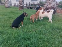 A kalite son dişi jack russell yavru