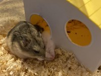 Gonzales hamsterler