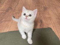 Saf kan silver point british shorthair yavrularımız