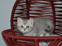 British shorthair yavru kedilerimiz