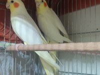 Lutino kırmızı göz ve White Face sultan papağanı