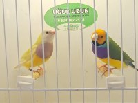 Şampiyonundan jumbo gouldian finch gökkuşağı ispinozu