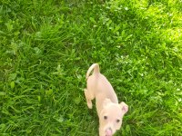 Tarçın evcil chihuahua